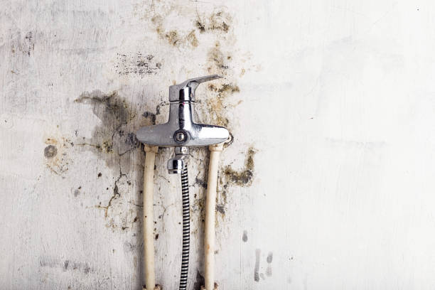 Reliable Clayton, NC Mold Removal Solutions