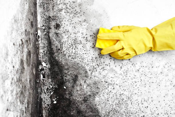 Best Commercial Mold Removal  in Clayton, NC