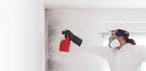 Best Local Mold Removal Service  in Clayton, NC