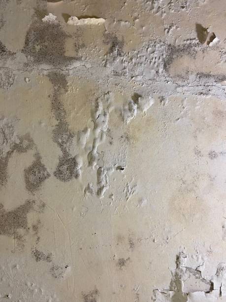 Best Mold Removal and Inspection  in Clayton, NC
