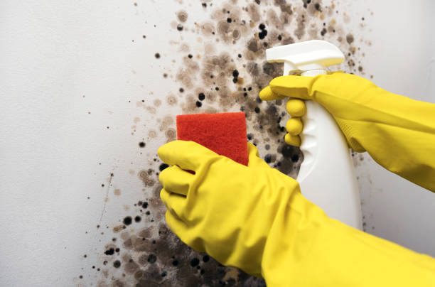 Best Certified Mold Removal  in Clayton, NC
