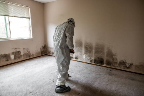 Best Mold Damage Repair  in Clayton, NC